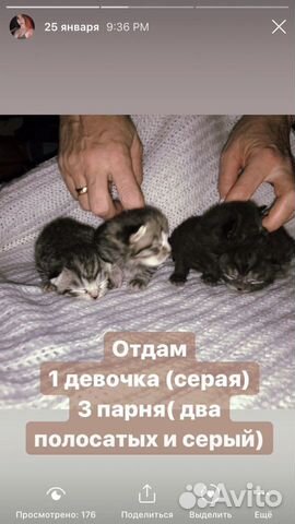 Месячные Котята Британцы купить на Зозу.ру - фотография № 1