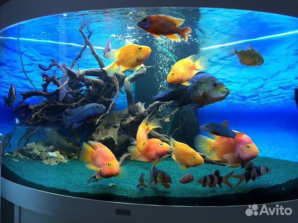 Аквариум под ключ / почистить аквариум