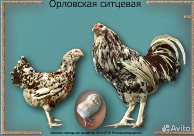Инкубационное яйцо породистых кур купить на Зозу.ру - фотография № 5