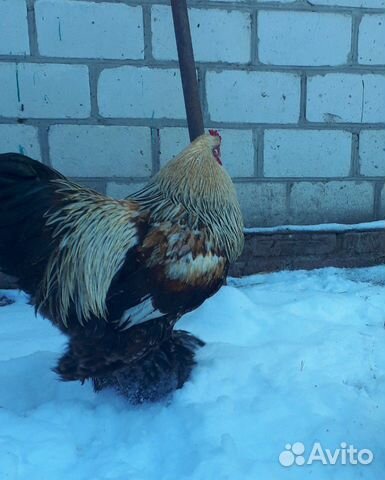 Инкубационное яйцо породистых кур купить на Зозу.ру - фотография № 4