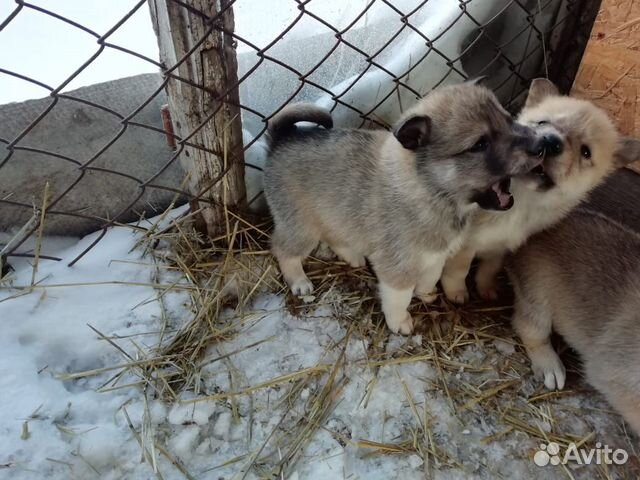 Продам щенков Западно - сибирской лайки купить на Зозу.ру - фотография № 3