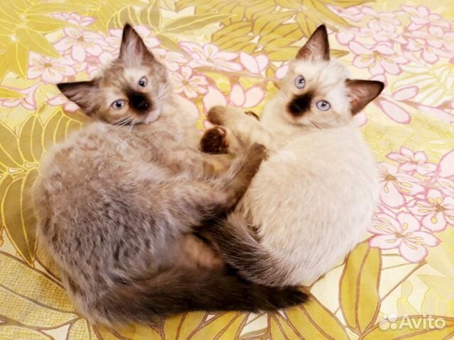 Продам тайских котят купить на Зозу.ру - фотография № 5