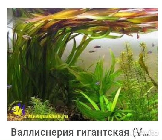Аквариумные растения купить на Зозу.ру - фотография № 1