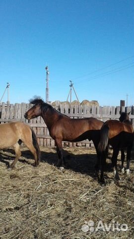 Продаю лошадей купить на Зозу.ру - фотография № 3