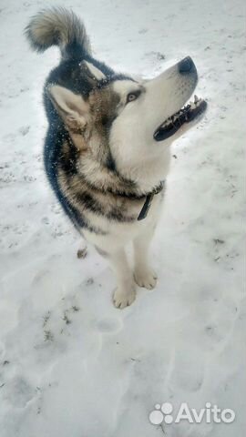 Шерсть Аляскинского Маламута