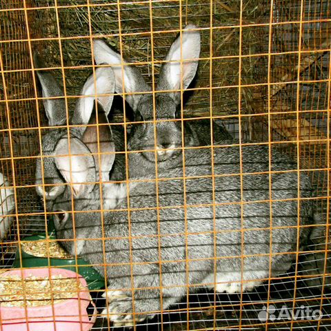Кролики помесь купить на Зозу.ру - фотография № 1