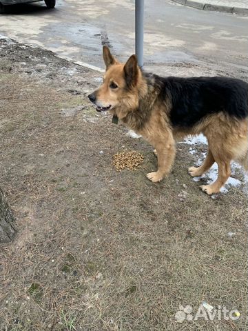 Найдена Собака купить на Зозу.ру - фотография № 2