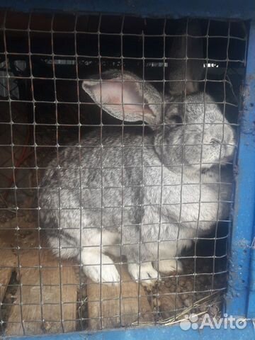 Кролики породы серый великан+фландр купить на Зозу.ру - фотография № 2
