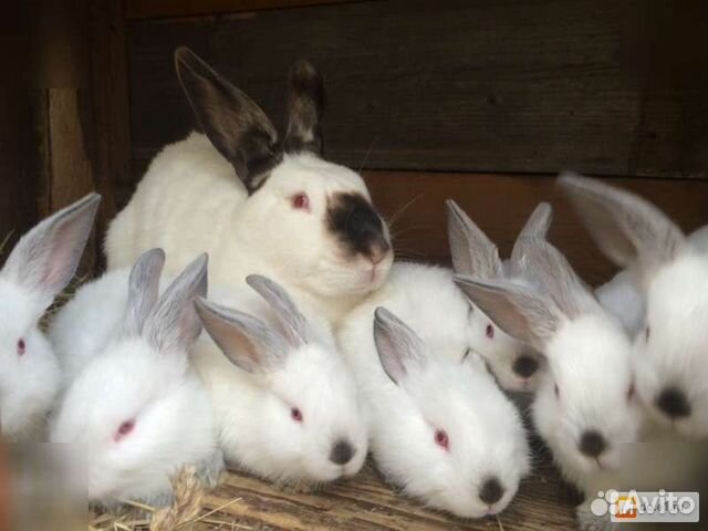 Кролики и крольчата разных пород купить на Зозу.ру - фотография № 1