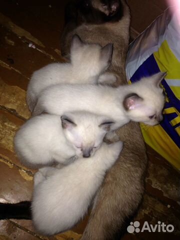 Тайские котята купить на Зозу.ру - фотография № 9