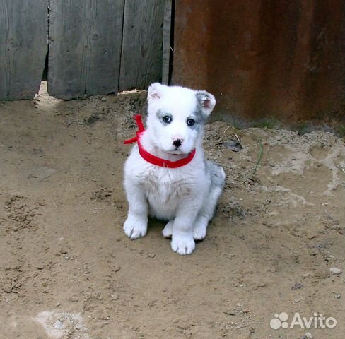 Алиментный щенок на продажу (девочка) купить на Зозу.ру - фотография № 1