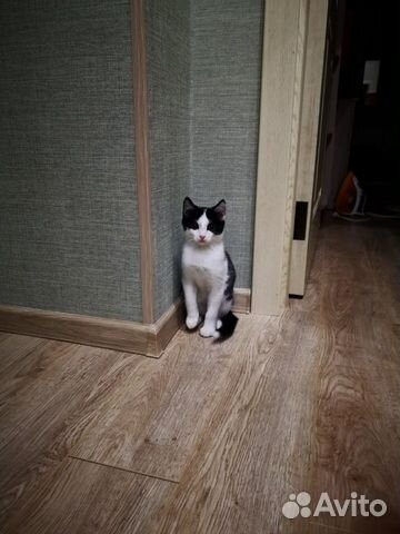 Милый котенок ищет дом купить на Зозу.ру - фотография № 6