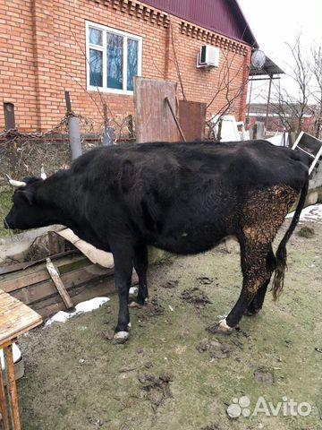 Корова и два теленка купить на Зозу.ру - фотография № 2