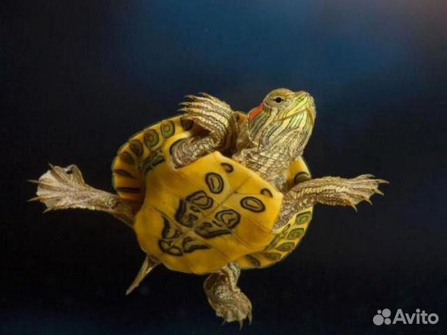 Черепахи мексиканские, красноухие купить на Зозу.ру - фотография № 2
