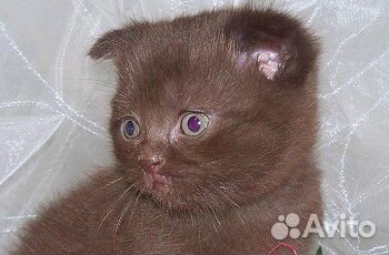 Британские шоколадные и лиловые котята купить на Зозу.ру - фотография № 1