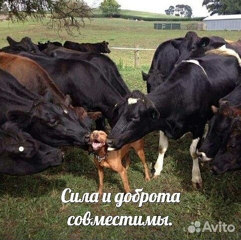 Коровы продаются купить на Зозу.ру - фотография № 1
