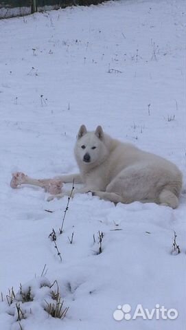 Купить Шведскую Лайку В России