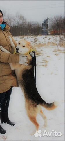 Улыбчивая собачка Эви в добрые руки купить на Зозу.ру - фотография № 3