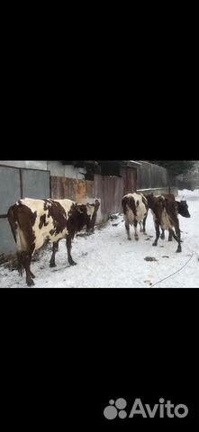 Коровы высокоудойные купить на Зозу.ру - фотография № 3
