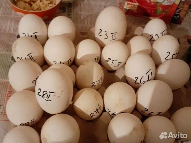 Яйца гусей,собранные с20февр. по28 февр купить на Зозу.ру - фотография № 2