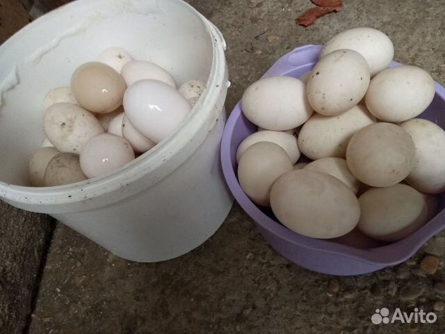 Яйца на инкубацию купить на Зозу.ру - фотография № 1