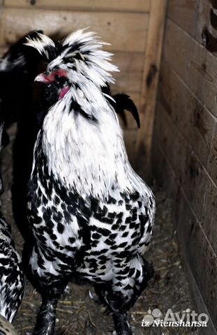 Инкубационное яйцо и цыплята павловской породы кур купить на Зозу.ру - фотография № 9