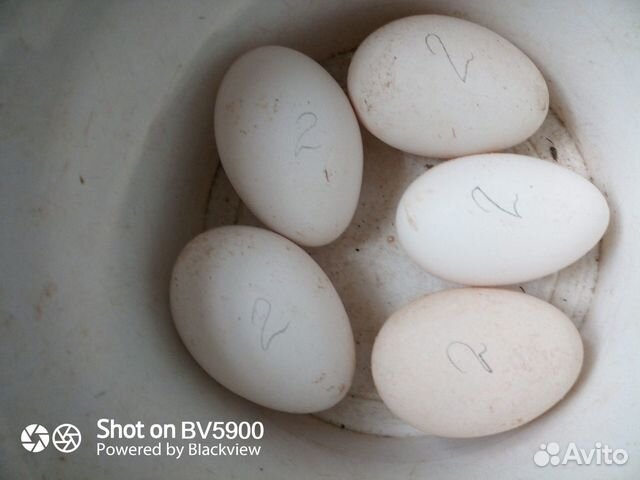 Инкубационное яйцо гуся купить на Зозу.ру - фотография № 1