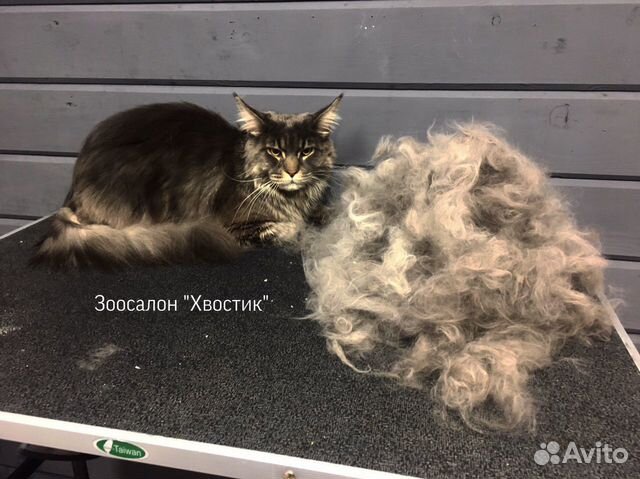 Стрижка собак и кошек Стрижка собак и кошек