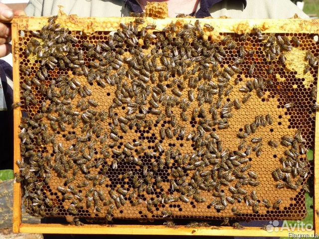 Продам пчелосемей и пчелопакеты в Белгородской обл купить на Зозу.ру - фотография № 1