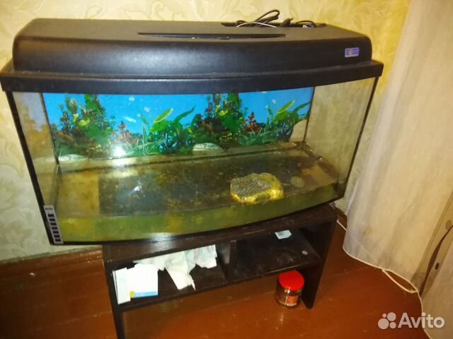Продаю аквариум с черепахами купить на Зозу.ру - фотография № 2