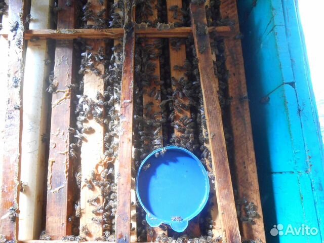 Пчелосемьи И пчелопакеты купить на Зозу.ру - фотография № 10
