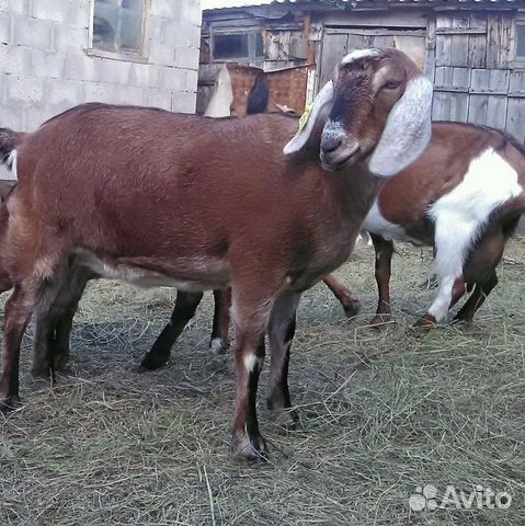 Продам нубийских козлят купить на Зозу.ру - фотография № 7