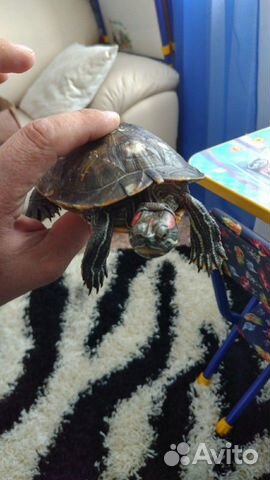 Черепаха+аквариум купить на Зозу.ру - фотография № 7