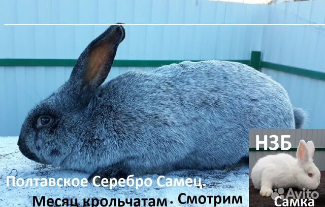 Крольчата F1(Полтава+нзб) купить на Зозу.ру - фотография № 1