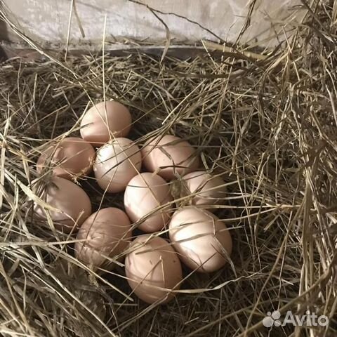 Инкубационное куринное яйцо купить на Зозу.ру - фотография № 1