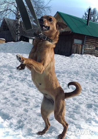 Щенки стерилизованные в добрые руки