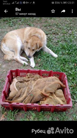 Мясные продукты для собак