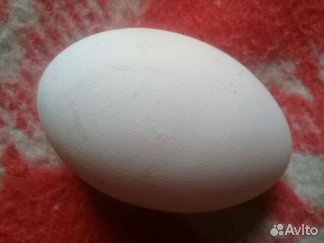 Гусинное яйцо купить на Зозу.ру - фотография № 1