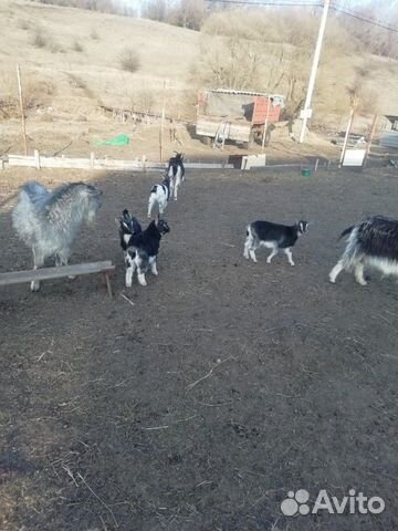 Прадаю козс козлятами три большие и 4 маленьких и купить на Зозу.ру - фотография № 1