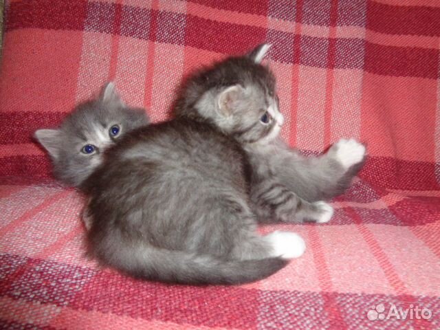 Котята от сибирской ловчей кошки (девочки) купить на Зозу.ру - фотография № 3