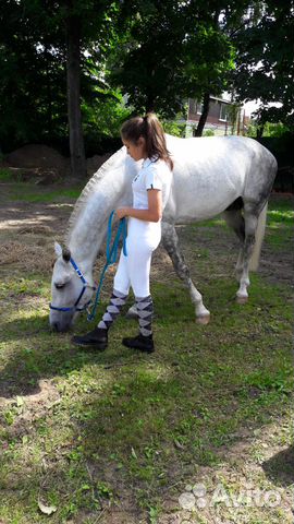Спортивная лошадь купить на Зозу.ру - фотография № 5