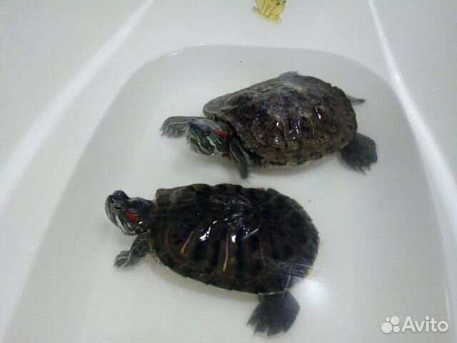 Черепахи красноухие бесплатно купить на Зозу.ру - фотография № 1