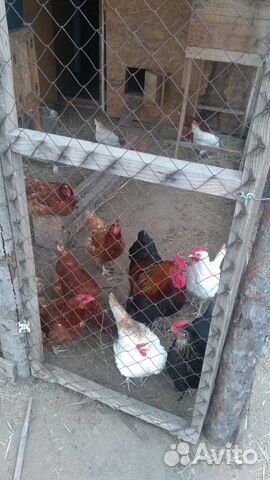 Яйца куриные купить на Зозу.ру - фотография № 4
