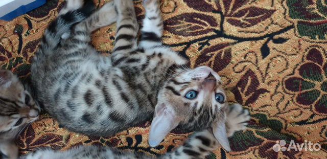 Продам бенгальских котят купить на Зозу.ру - фотография № 5