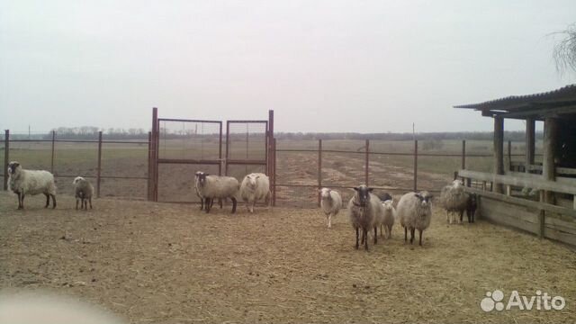 Продам овец и баранов купить на Зозу.ру - фотография № 4