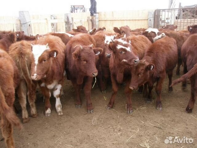 Продам бычки и телят от 2 3 меся до 6 меся купить на Зозу.ру - фотография № 3