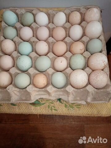 Яйца павловской и синь-синь-дянь пород кур купить на Зозу.ру - фотография № 1