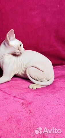 Кошка канадский сфинкс Кошка канадский сфинкс