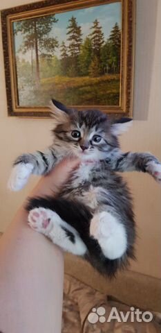 Норвежская лесная девочка котенок 1,5мес Норвежская лесная девочка котенок 1,5мес
