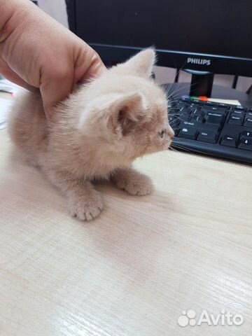 Котятам нужен дом Котятам нужен дом